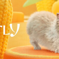 header-268